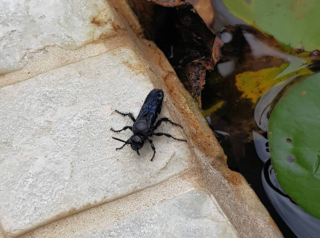Blue Hairy Flower Wasp (family Scoliidae, genus Austroscolia), Alice Springs NT
