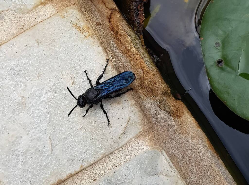 Blue Hairy Flower Wasp (family Scoliidae, genus Austroscolia), Alice Springs NT