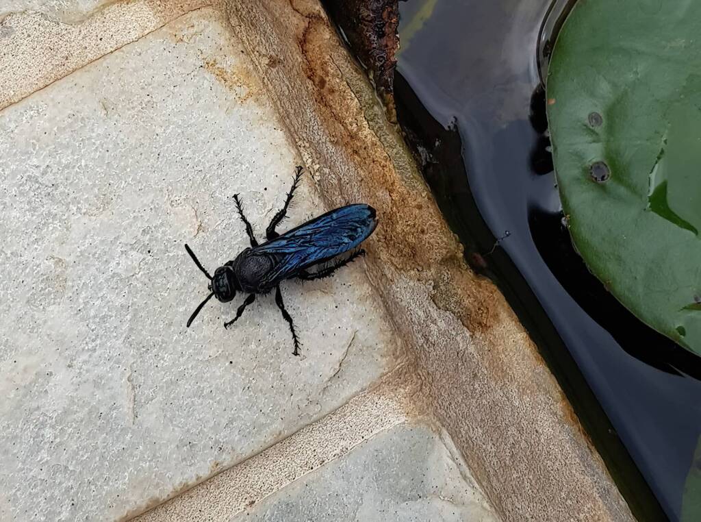 Blue Hairy Flower Wasp (family Scoliidae, genus Austroscolia), Alice Springs NT