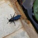 Blue Hairy Flower Wasp (family Scoliidae, genus Austroscolia), Alice Springs NT