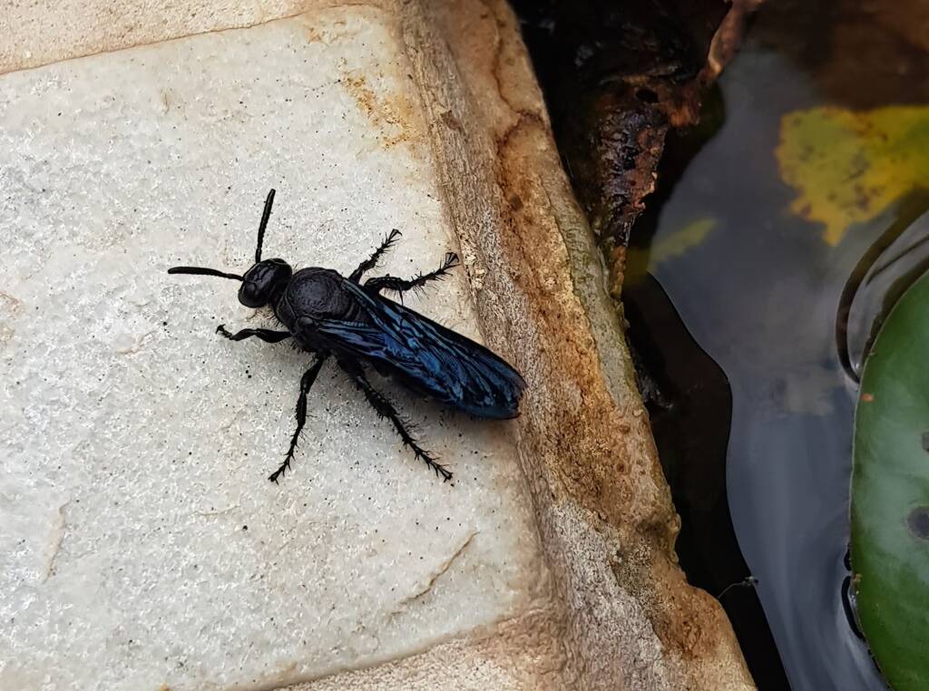 Blue Hairy Flower Wasp (Austroscolia soror, family Scoliidae), Alice Springs NT