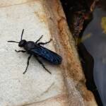 Blue Hairy Flower Wasp (family Scoliidae, genus Austroscolia), Alice Springs NT