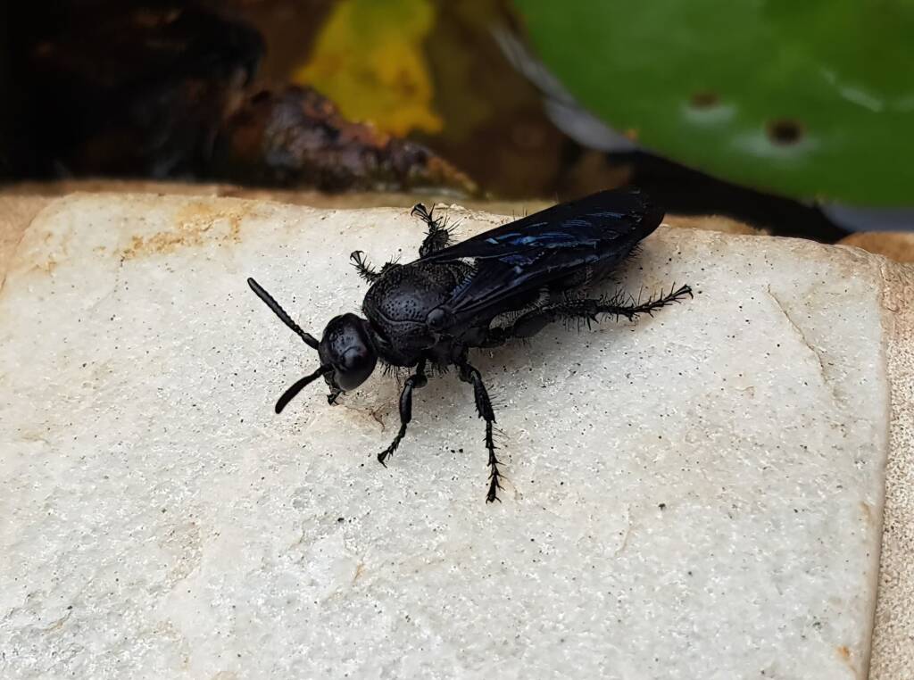 Blue Hairy Flower Wasp (family Scoliidae, genus Austroscolia), Alice Springs NT