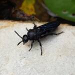 Blue Hairy Flower Wasp (family Scoliidae, genus Austroscolia), Alice Springs NT
