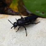 Blue Hairy Flower Wasp (family Scoliidae, genus Austroscolia), Alice Springs NT