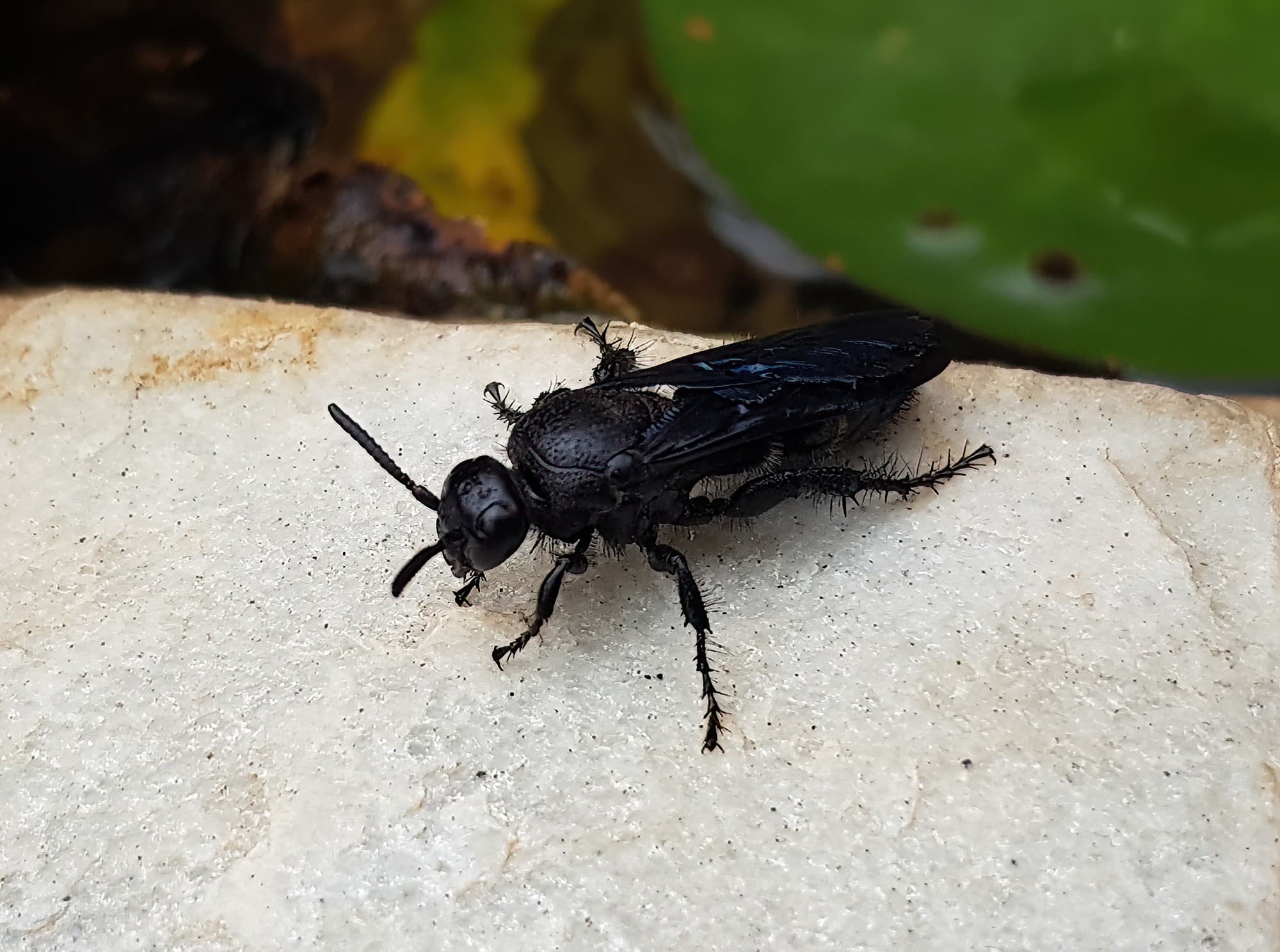Blue Hairy Flower Wasp (family Scoliidae, genus Austroscolia), Alice Springs NT