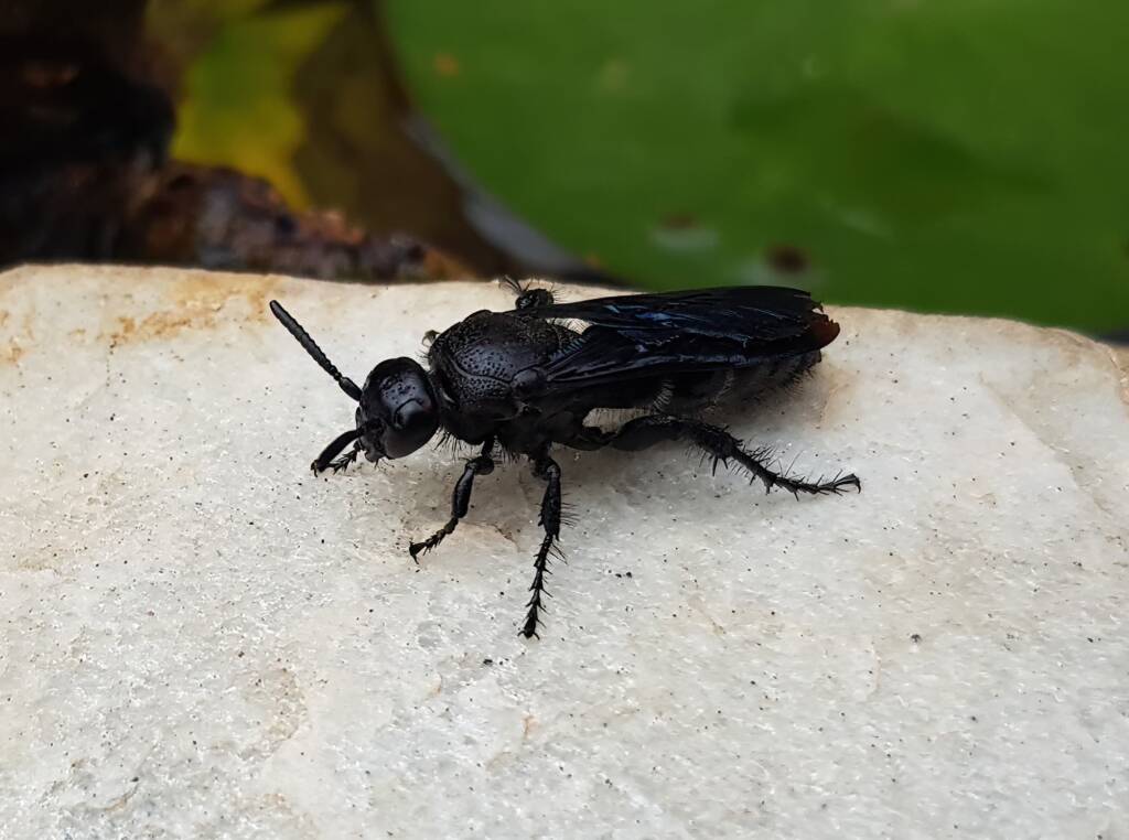 Blue Hairy Flower Wasp (family Scoliidae, genus Austroscolia), Alice Springs NT