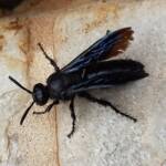 Blue Hairy Flower Wasp (family Scoliidae, genus Austroscolia), Alice Springs NT