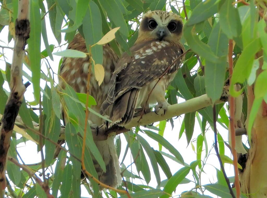 Southern Boobook (Ninox boobook), Alice Springs NT © Dorothy Latimer