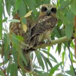 Southern Boobook (Ninox boobook), Alice Springs NT © Dorothy Latimer