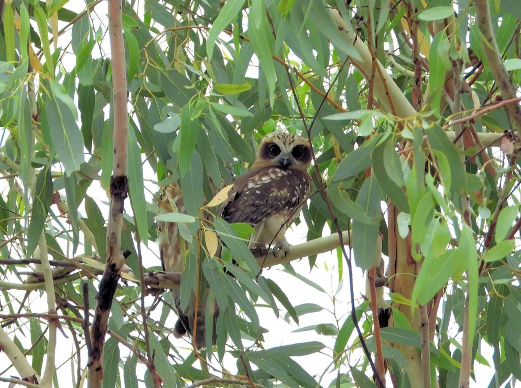 Southern Boobook (Ninox boobook), Alice Springs NT © Dorothy Latimer
