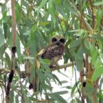 Southern Boobook (Ninox boobook), Alice Springs NT © Dorothy Latimer
