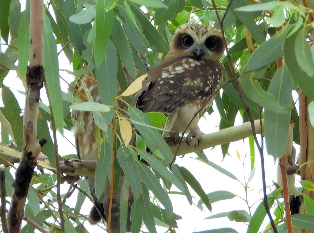 Southern Boobook (Ninox boobook), Alice Springs NT © Dorothy Latimer