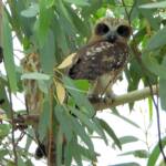 Southern Boobook (Ninox boobook), Alice Springs NT © Dorothy Latimer