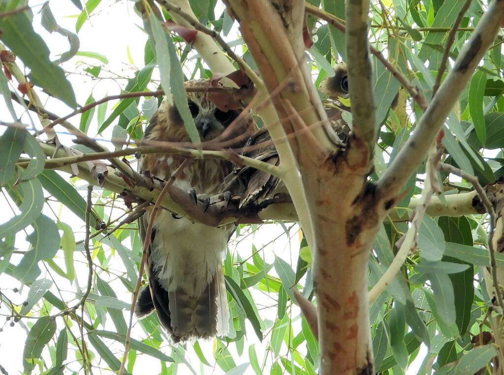 Southern Boobook (Ninox boobook), Alice Springs NT © Dorothy Latimer