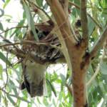 Southern Boobook (Ninox boobook), Alice Springs NT © Dorothy Latimer