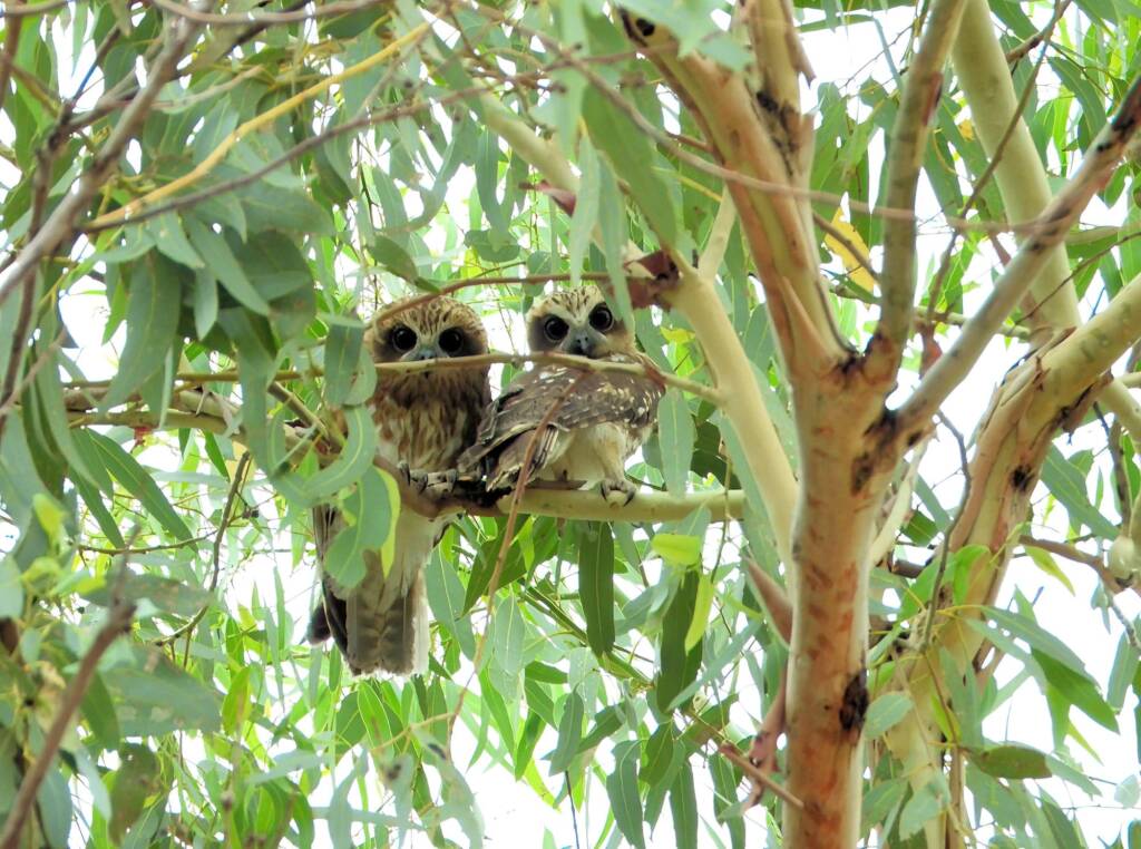 Southern Boobook (Ninox boobook), Alice Springs NT © Dorothy Latimer
