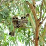 Southern Boobook (Ninox boobook), Alice Springs NT © Dorothy Latimer