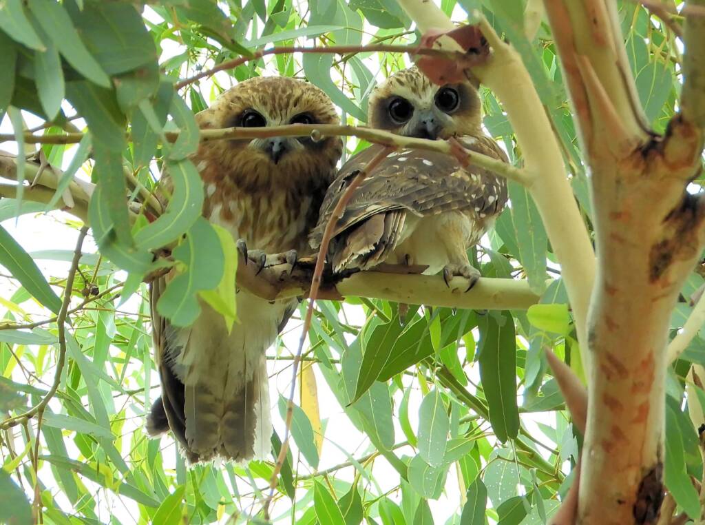 Southern Boobook (Ninox boobook), Alice Springs NT © Dorothy Latimer