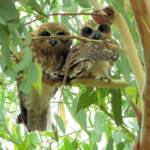 Southern Boobook (Ninox boobook), Alice Springs NT © Dorothy Latimer