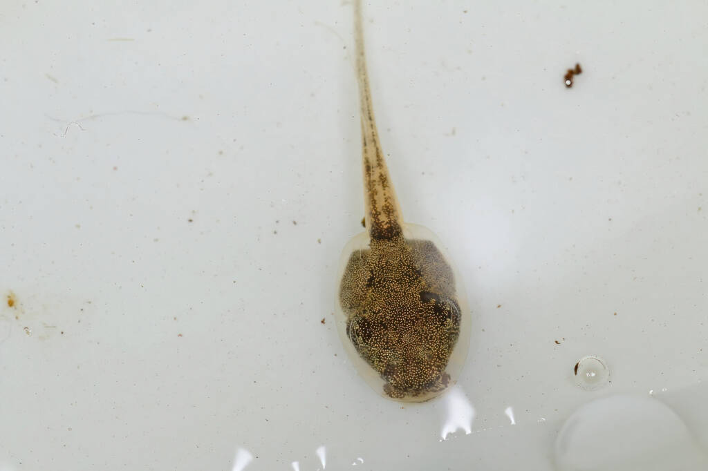 Tadpole, Life in the Gnammas, Girraween QLD