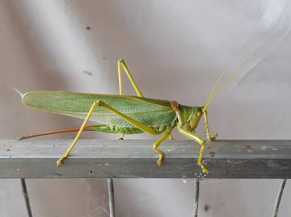 Woodger's Gumleaf Katydid (Terpandrus woodgeri), Alice Springs NT