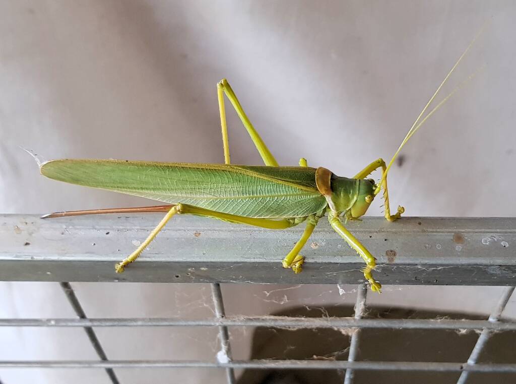 Woodger's Gumleaf Katydid (Terpandrus woodgeri), Alice Springs NT