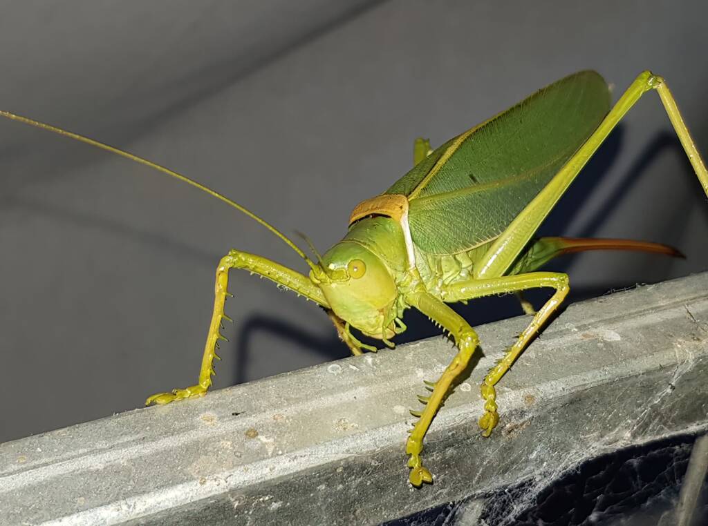 Woodger's Gumleaf Katydid (Terpandrus woodgeri), Alice Springs NT
