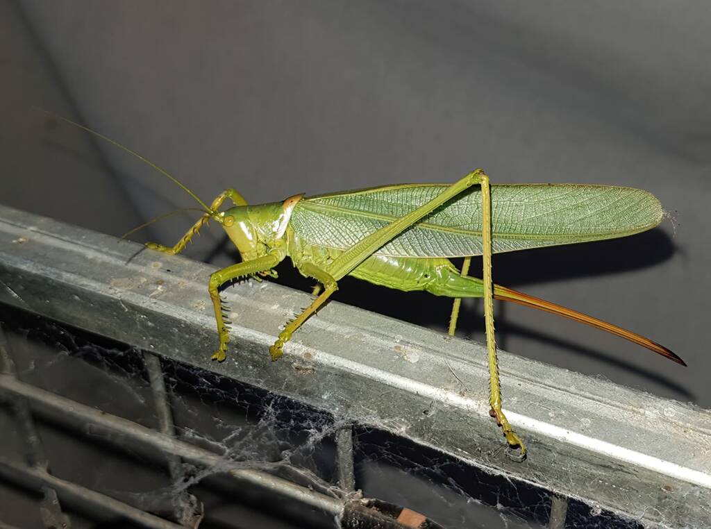 Woodger's Gumleaf Katydid (Terpandrus woodgeri), Alice Springs NT