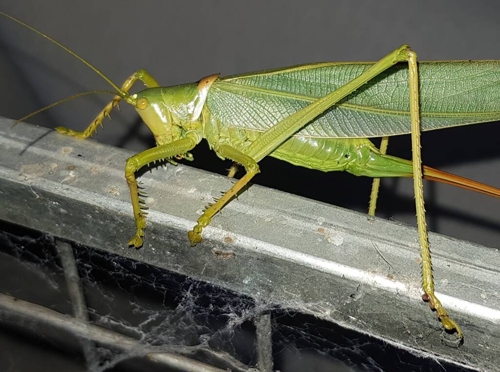 Woodger's Gumleaf Katydid (Terpandrus woodgeri), Alice Springs NT