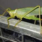 Woodger's Gumleaf Katydid (Terpandrus woodgeri), Alice Springs NT