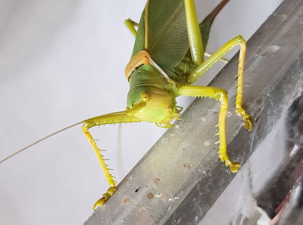 Woodger's Gumleaf Katydid (Terpandrus woodgeri), Alice Springs NT