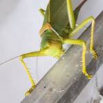 Woodger's Gumleaf Katydid (Terpandrus woodgeri), Alice Springs NT