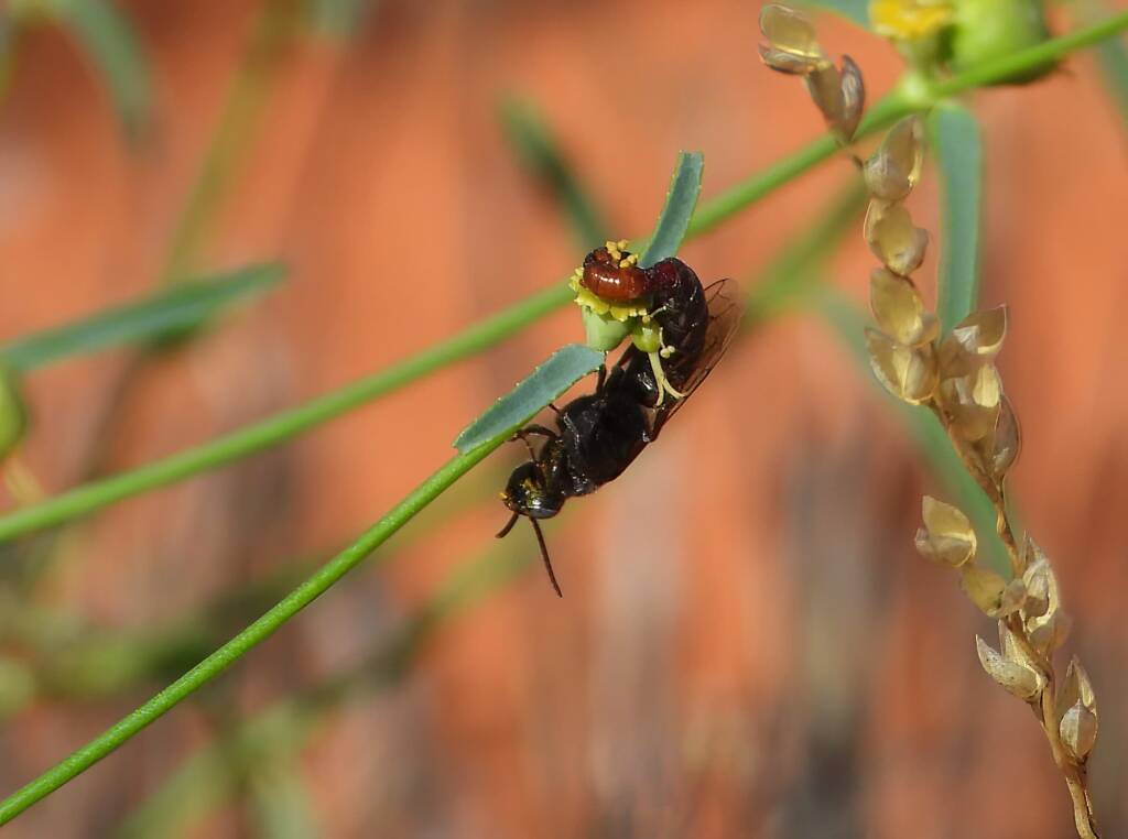Thynnid Wasps mating, Santa Teresa Rd, Central Australia © Dorothy Latimer