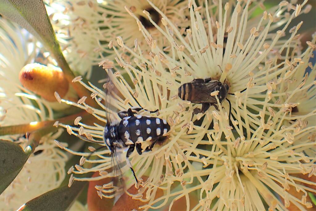 Thyreus waroonensis and male Lipotriches (Austronomia) australica on Eucalyptus platypus © Gary Taylor