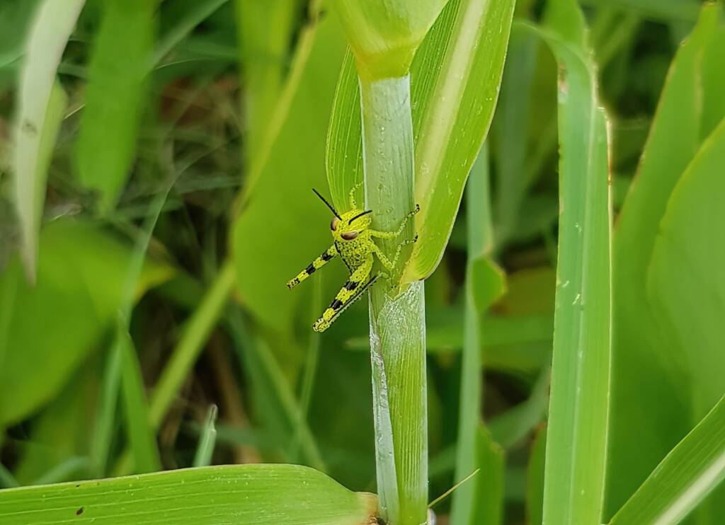 Nymph stage of Giant Grasshopper (Valanga irregularis), Alice Springs NT