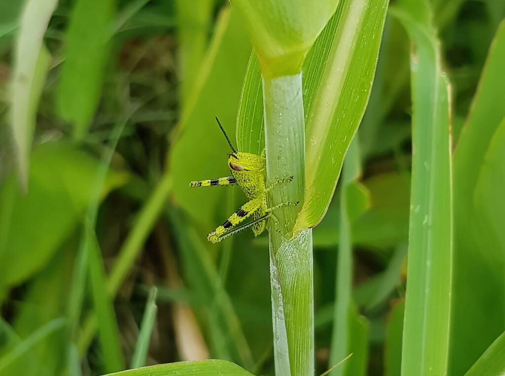 Nymph stage of Grasshopper (Valanga irregularis), Alice Springs NT
