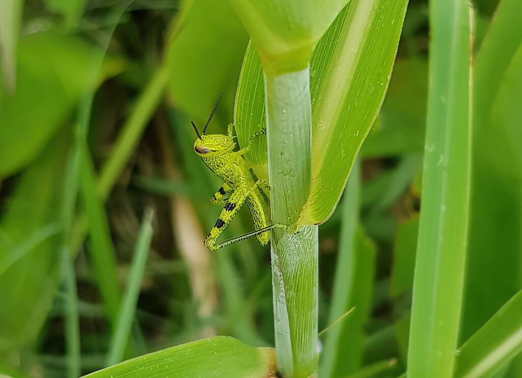 Nymph stage of Grasshopper (Valanga irregularis), Alice Springs NT