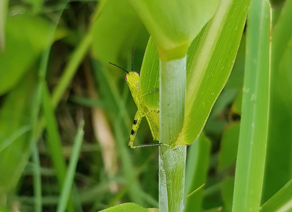 Nymph stage of Grasshopper (Valanga irregularis), Alice Springs NT