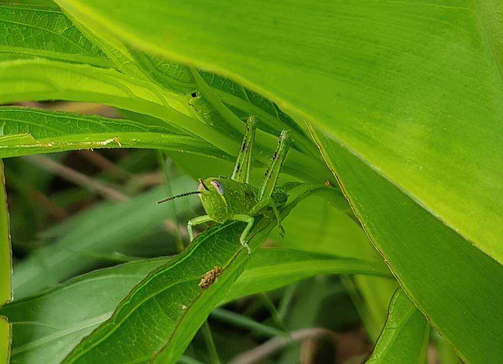 Nymph stage of Grasshopper (Valanga irregularis), Alice Springs NT