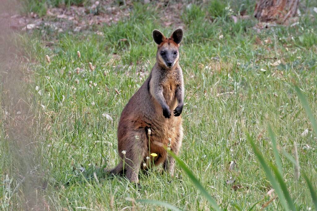 Swamp Wallaby (Wallabia bicolor), Southern Downs QLD © Marc Newman