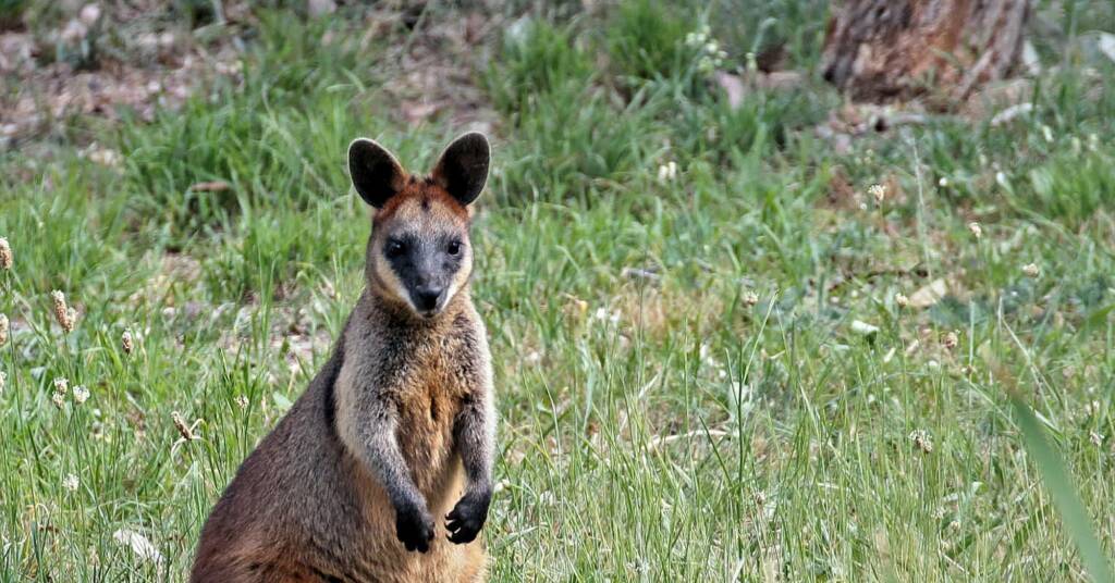Swamp Wallaby (Wallabia bicolor), Southern Downs QLD © Marc Newman