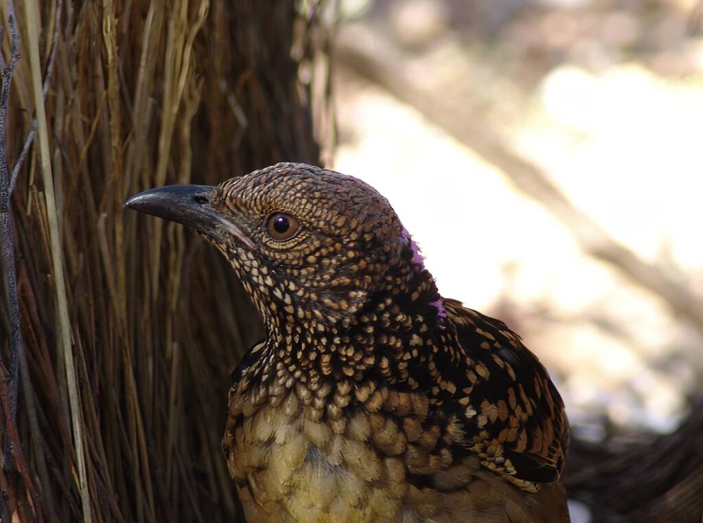 Western Bowerbird (Chlamydera guttata), Alice Springs NT