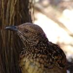 Western Bowerbird (Chlamydera guttata), Alice Springs NT