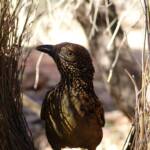 Western Bowerbird (Chlamydera guttata), Alice Springs NT