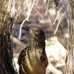 Western Bowerbird (Chlamydera guttata), Alice Springs NT