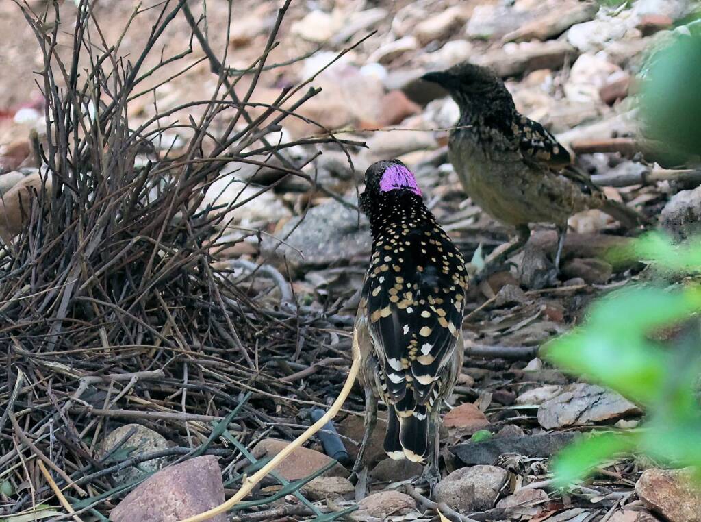 Western Bowerbird - male and female (Chlamydera guttata), Alice Springs NT