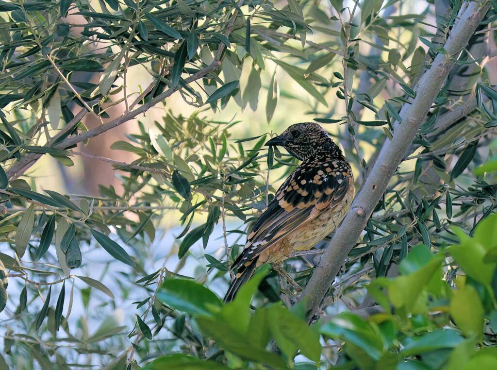 Western Bowerbird (Chlamydera guttata), Alice Springs NT