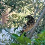 Western Bowerbird (Chlamydera guttata), Alice Springs NT