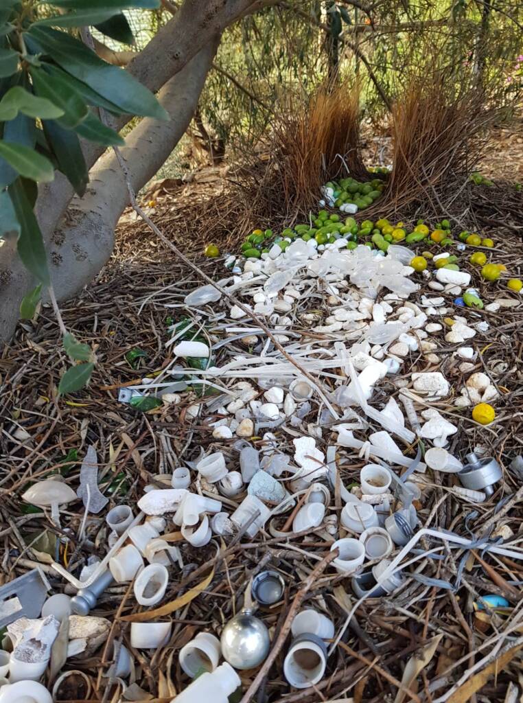 Treasures of our Western Bowerbird, Alice Springs NT